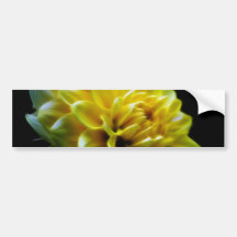 Dahlia flower and meaning bumper stickers