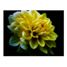 Dahlia flower and meaning postcard