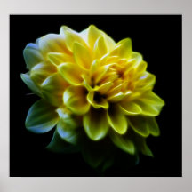 Dahlia flower and meaning poster
