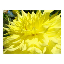 Dahlia Flower post cards Yellow Dahlias Floral