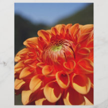 Dahlia Flyers