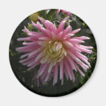 Dahlia Fridge Magnets