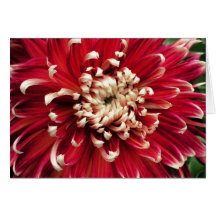 Dahlia Greeting Card