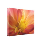 Dahlia Inside