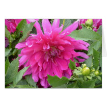 "Dahlia...it's true colour" cards