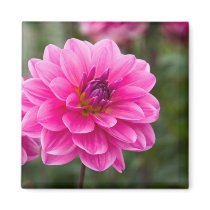 Dahlia Magnet | Magnet Dahlie