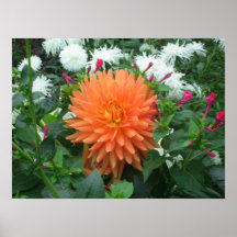 Dahlia orange poster