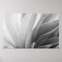 Dahlia Petals Black and White Print