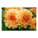 Dahlia Photo