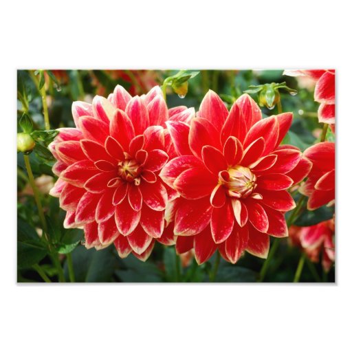 Dahlia Photo