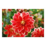 Dahlia Photo