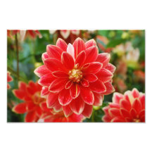 Dahlia Photo