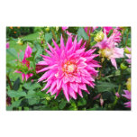 Dahlia Photo