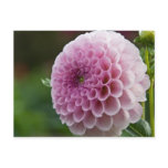 Dahlia Postcard