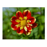 Dahlia Postcard
