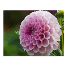 Dahlia Postcard