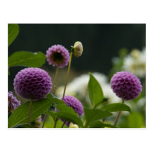 Dahlia Postcard