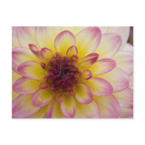 Dahlia Postcard | Postkarte Dahlie
