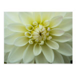 Dahlia Postcard | Postkarte Dahlie
