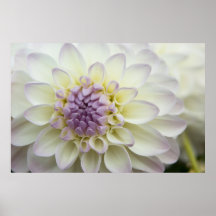 Dahlia Poster