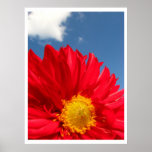 Dahlia Posters