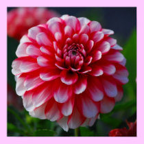 Dahlia posters
