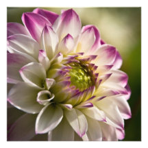 Dahlia pourpre et blanc cartons d'invitation