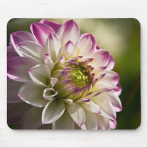 Dahlia pourpre et blanc tapis de souris
