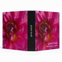 Dahlia rose