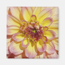 Dahlia, rose-jaune aimant