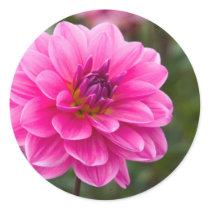 Dahlia Sticker