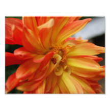 Dahlia Twists 11 x 8.5 Photographic Print