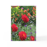 Dahlias for Mother's Day