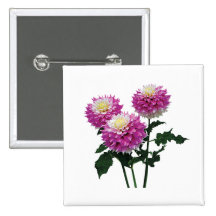 Dahlias Gitts Perfection Pins