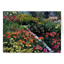 Dahlias, gladiolus, ligularia, coreopsis, miscanth cards