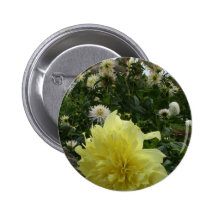 Dahlias in cottage garden buttons