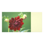 Dahlias Photo Card
