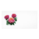 Dahlias roses, l'apogée de Kidd Photocartes