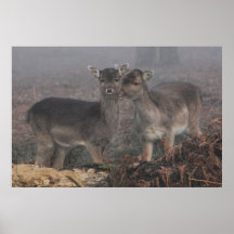 Daine ayant la larme à l'oeil posters
