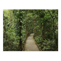 Daintree National Park (UNESCO World Heritage 2 Postcard