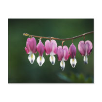 Dainty Hearts Postcard