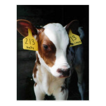 Dairy Calf Calves Baby Cows Farm Kelly Photo Post Cards