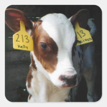 Dairy Calf Calves Baby Cows Farm Kelly Photo Stickers