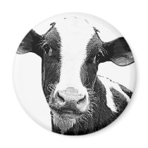 Dairy Cow - Black and White Dairy Calf Magnets