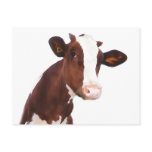 Dairy Cow -  Painted Brown & White Holstein Postcard