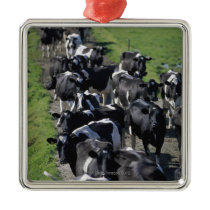 Dairy cows awaiting milking christmas tree ornaments