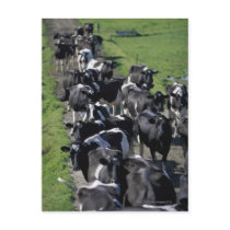 Dairy cows awaiting milking post cards