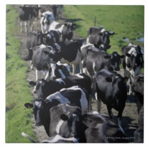 Dairy cows awaiting milking tiles