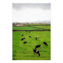 Dairy Farm Photo