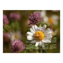 Daisies and Clover; 2013 Calendar Photo Print